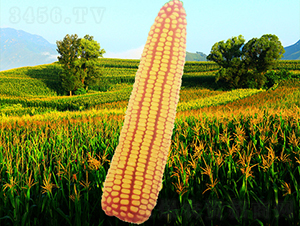 10̖-׷N-NI
