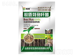 膠質芽孢桿菌-爆典-妙農生物