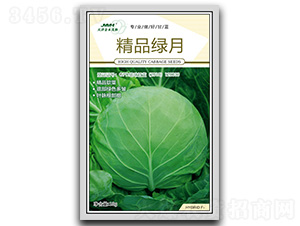 精品綠月-甘藍種子-金木茂和