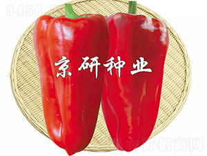 T4̖-N-зNI