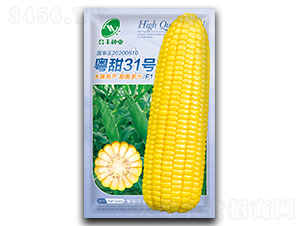 31̖-׷N-SNI